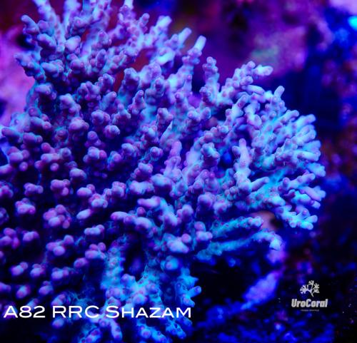 A82 RRC Shazam