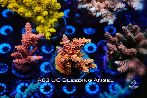 A83 UC Bleeding Angel