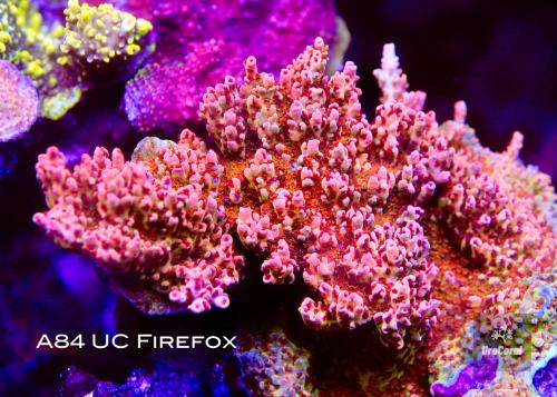 84 UC Firefox 