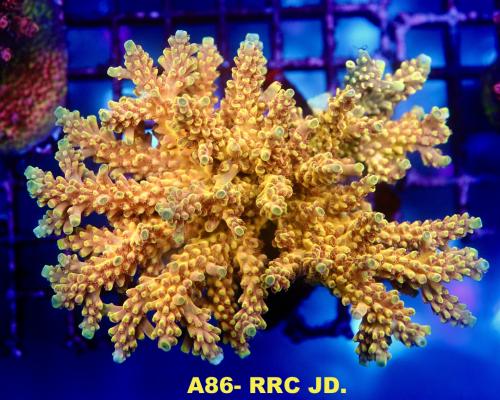 A86- RRC JD
