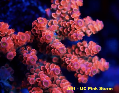 A91 UC Pink Storm