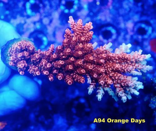 A94 Orange Days
