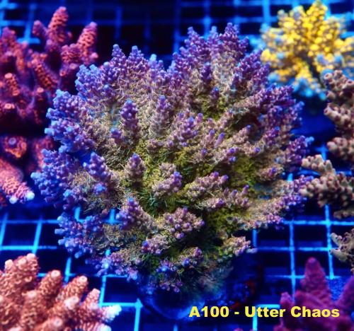 A100 Utter Chaos