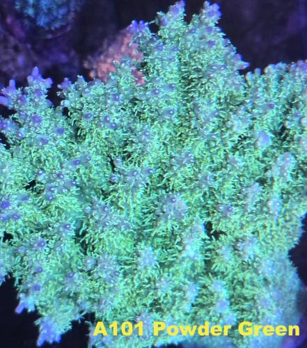 A101 Powder Green