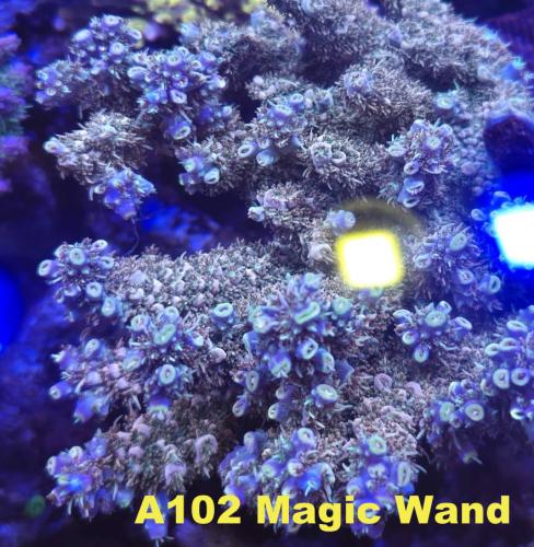 A102 Magic Wand