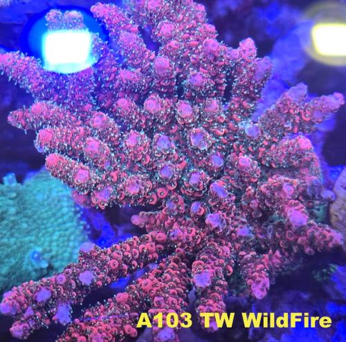 A103 TW WildFire