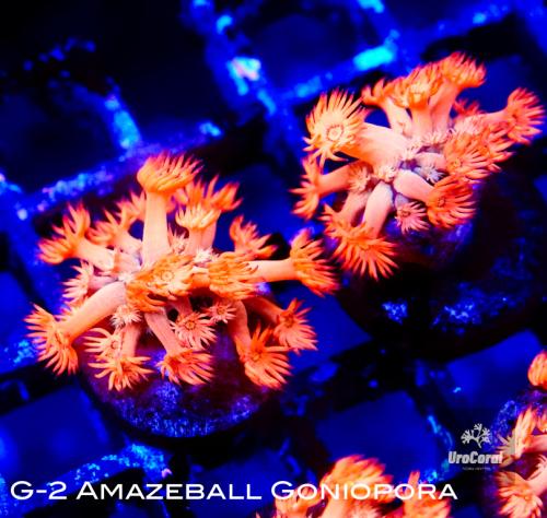 G-2 Amazeball Goniopora