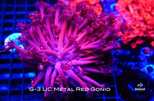G-3 UC Metal Red Gonio