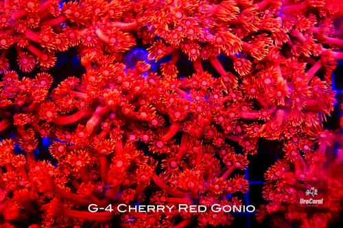 G-4 Cherry Red Gonio